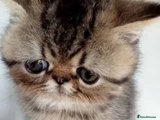 Exotic cats Stunning Tortie - Advert 4