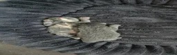 Nebelung cats for sale: Beautiful Kittens - Advert 12