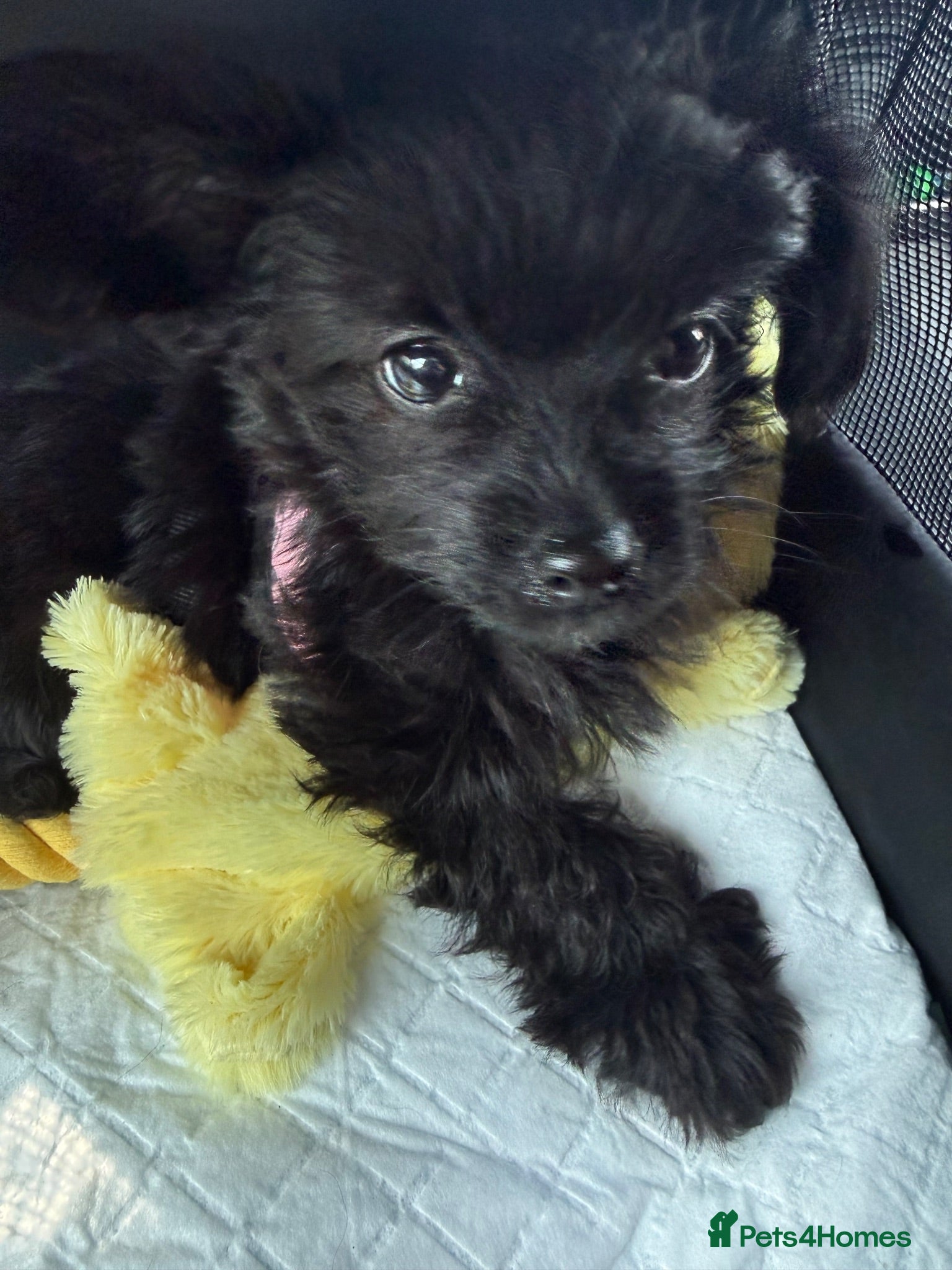 Mixed Breed dogs Reduced last boy yorkiepoo puppy  - Advert 17