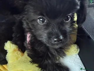 Mixed Breed dogs Reduced last boy yorkiepoo puppy - Advert 17