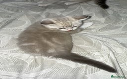 Mixed Breed cats for sale: Beautiful mix breed kittens - Image 32