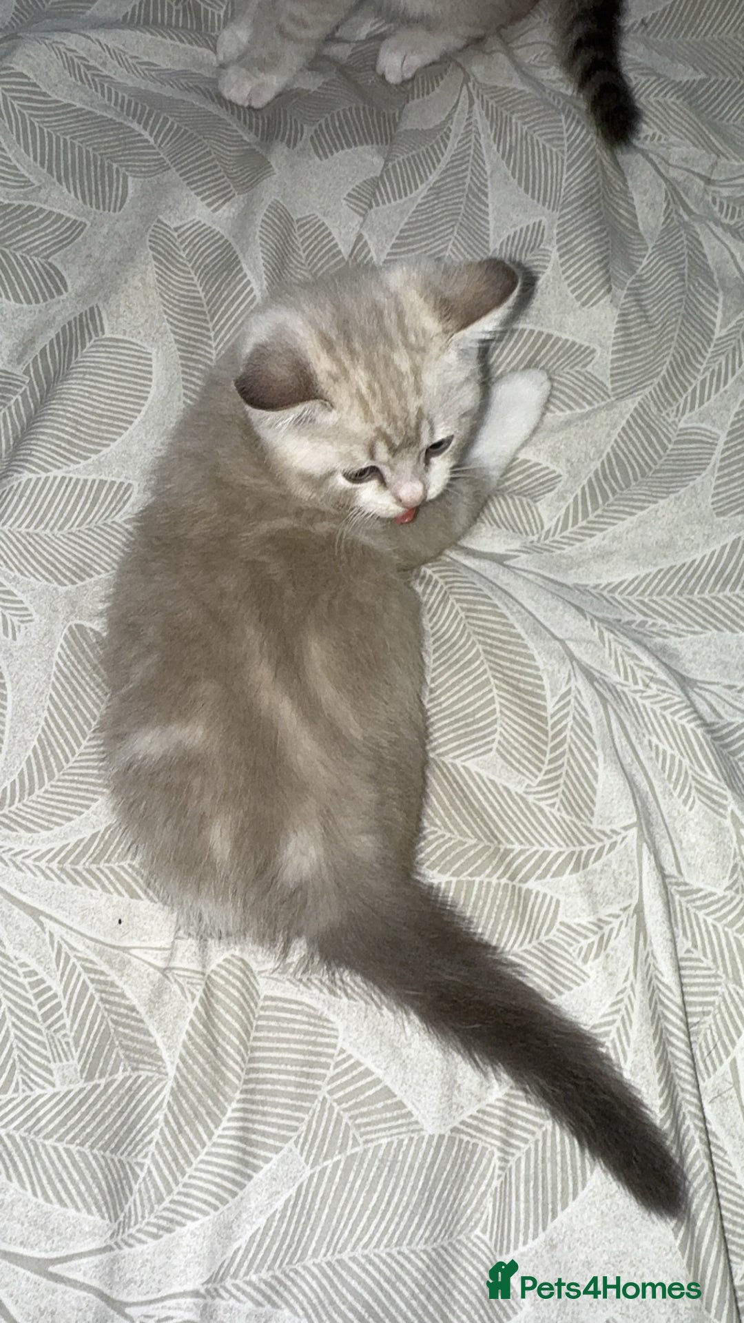 Mixed Breed cats for sale: Beautiful mix breed kittens - Image 32