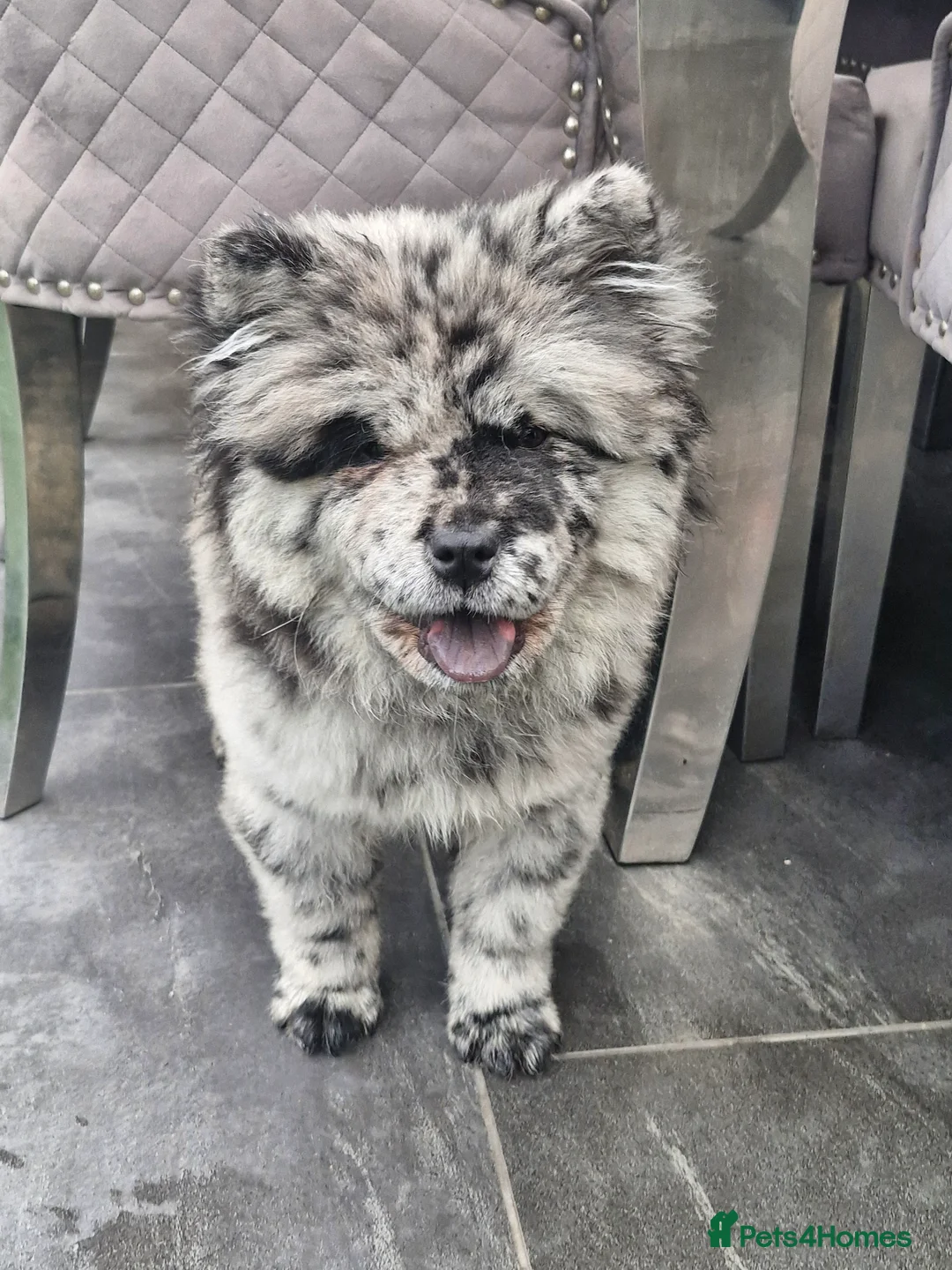 Chow Chow dogs for sale: Lovely female chow chow - Advert 1