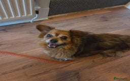 Mixed Breed dogs for adoption: 💕Suzi  - Image 7