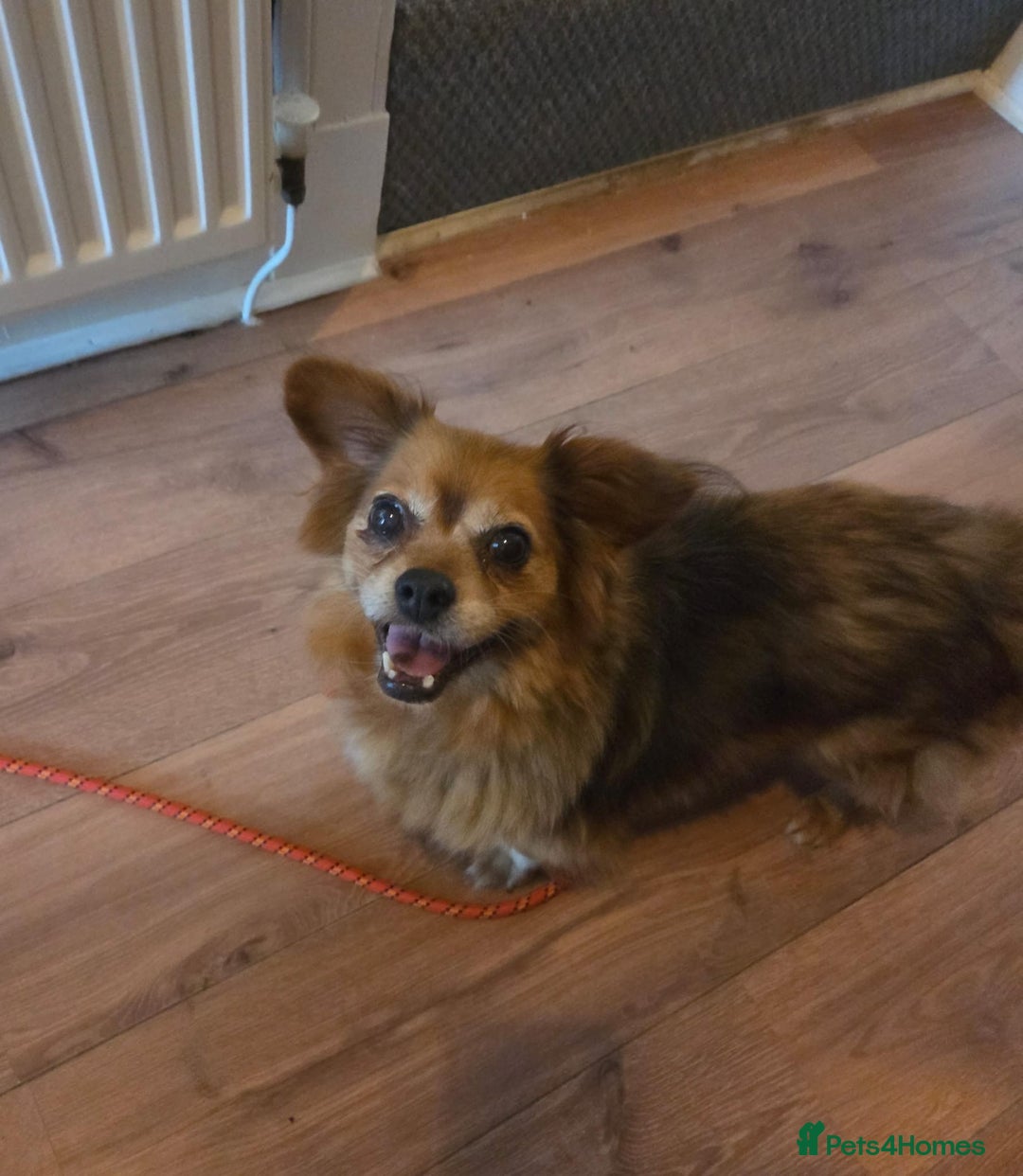 Mixed Breed dogs for adoption: 💕Suzi  - Image 7