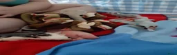Sugar Glider rodents for sale: Rare mocistuc morph with lineage  - Advert 7