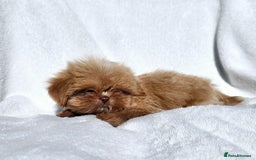 Shih Tzu dogs for sale: Ready now looking for their forever homes  - Image 10