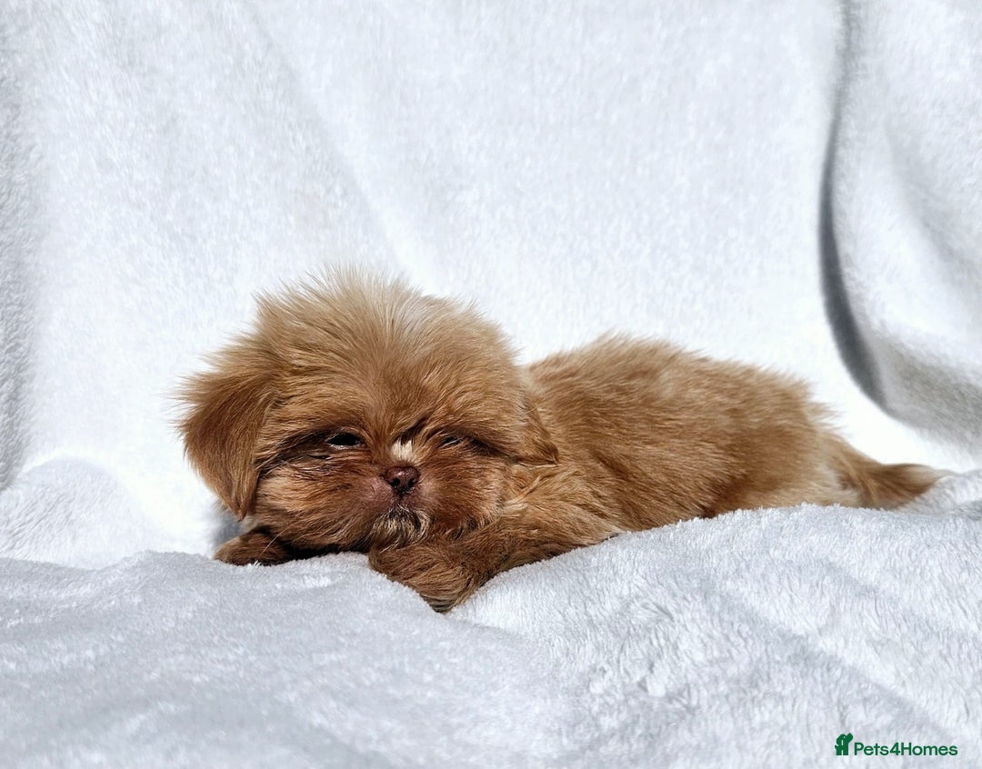 Shih Tzu dogs for sale: Ready now looking for their forever homes  - Image 10