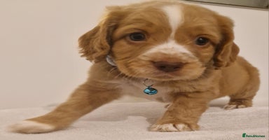 Cocker Spaniel dogs - Advert 8
