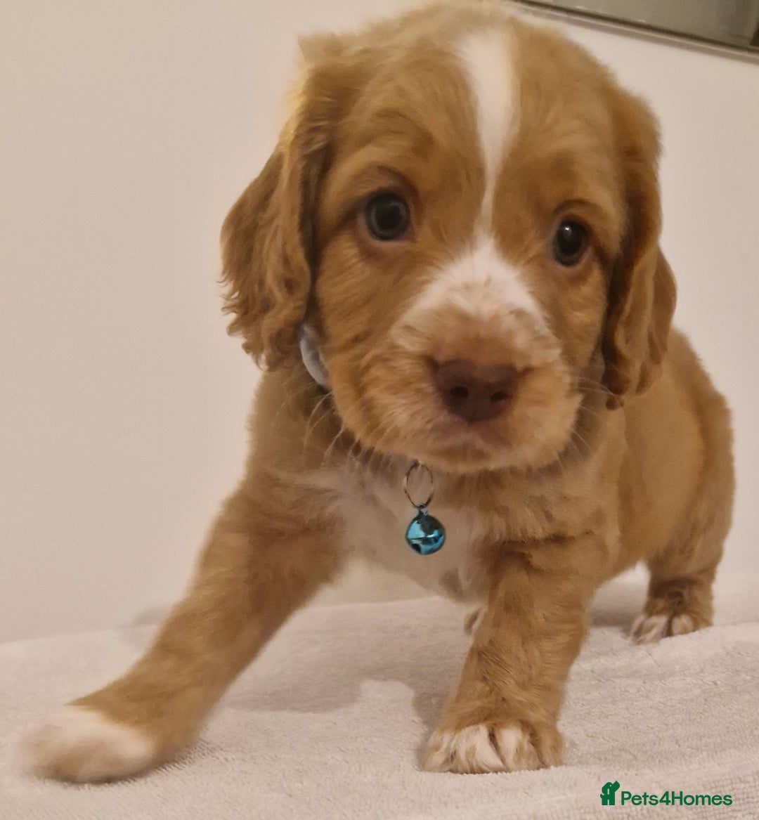 Cocker Spaniel dogs for sale: Cocker spaniel pups for sale  - Image 4