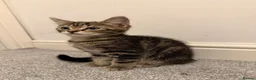 Mixed Breed cats for sale: Male and Female Kittens ready for Forever home  in Shipley - Advert 4