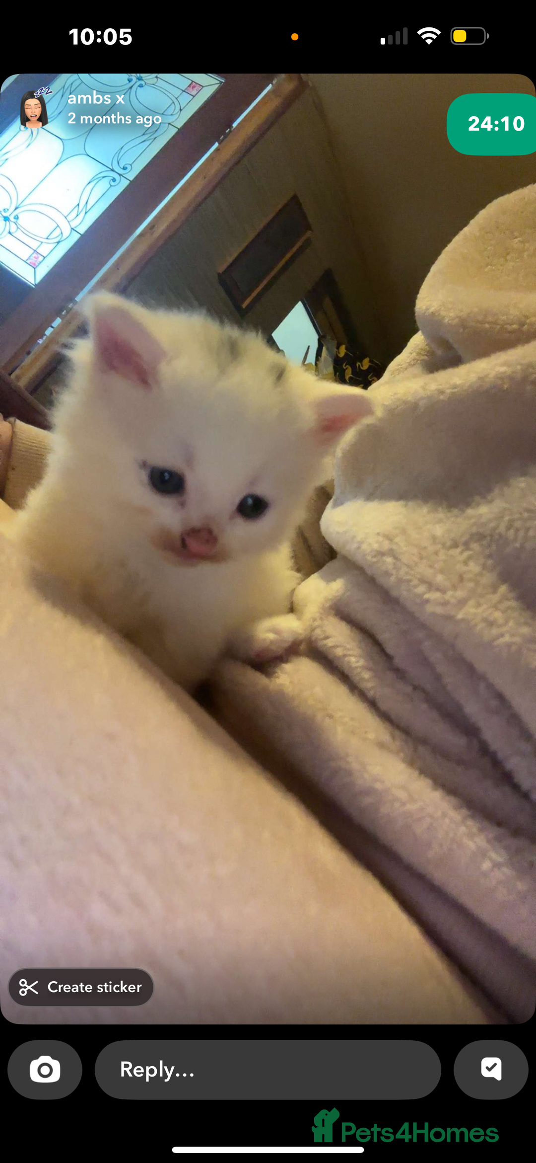 Mixed Breed cats for sale: FOR SALE!! cats and kittens x - Image 10