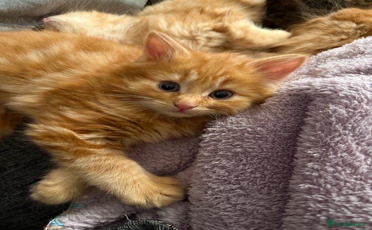 Persian cats - Advert 2
