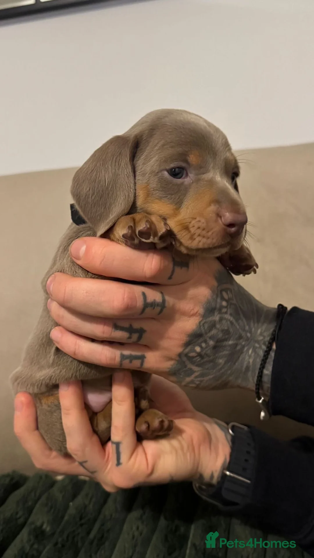 Miniature Dachshund dogs for sale: Beautiful Isabella and Tan Miniature Dachshunds  - Advert 11