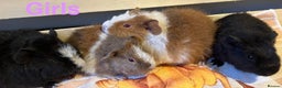 Guinea Pig rodents for sale: Gorgeous teddy girls - Advert 1