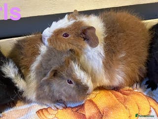 Guinea Pig rodents Female teddy gjrls - Advert 6