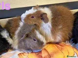 Guinea Pig rodents Gorgeous teddy girls - Advert 9