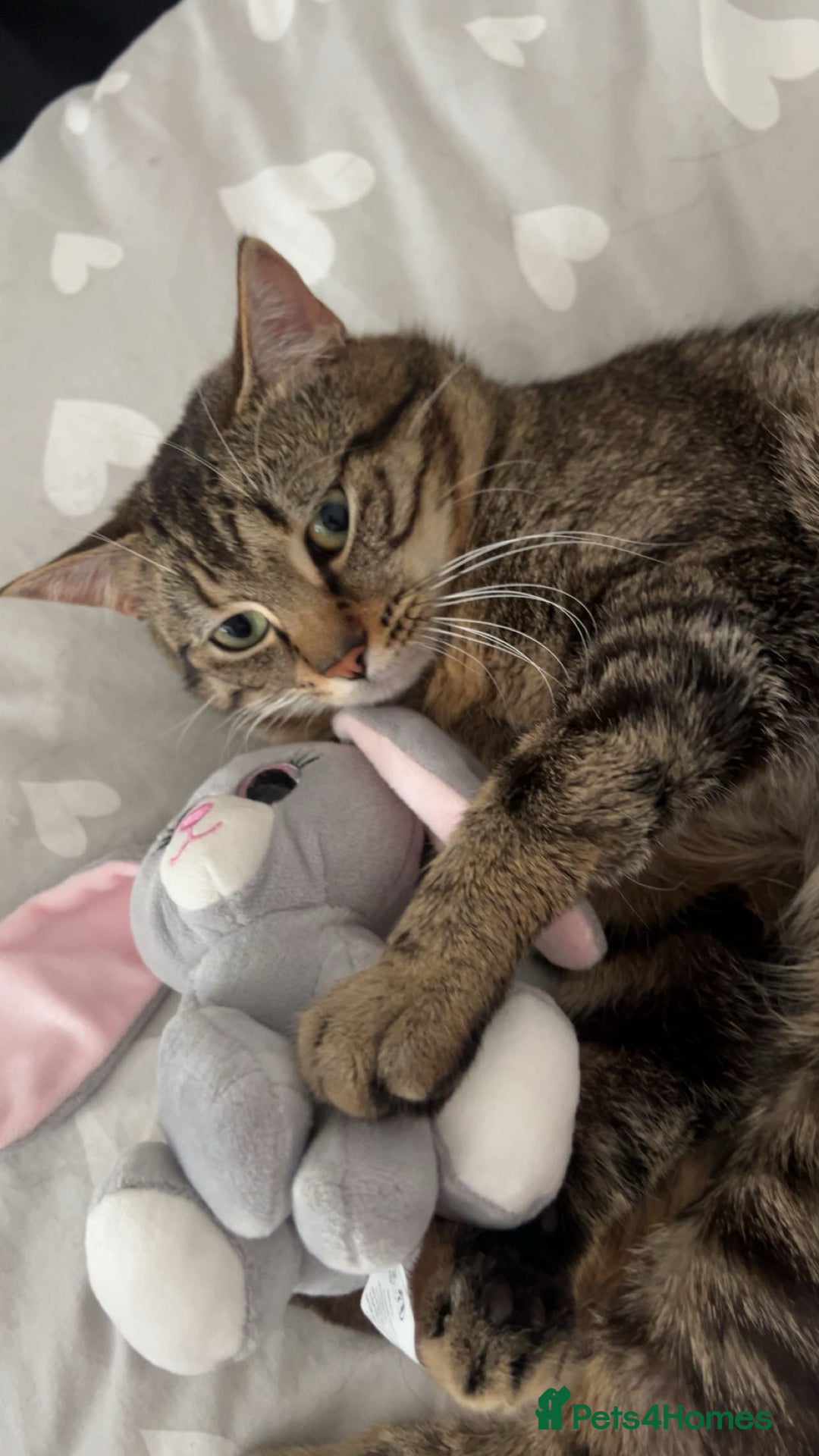 British Shorthair cats for sale: 2 year old male  - Advert 2