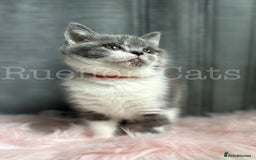 British Shorthair cats for sale:  GCCF registered BSH kittens Available  - Image 10