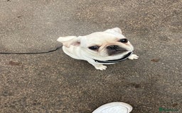 Pug dogs for sale: Rehoming our beautiful girl Bella :(  - Image 2