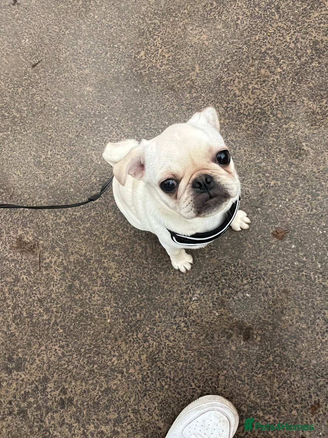 Pug dogs for sale: Rehoming our beautiful girl Bella :(  - Image 2
