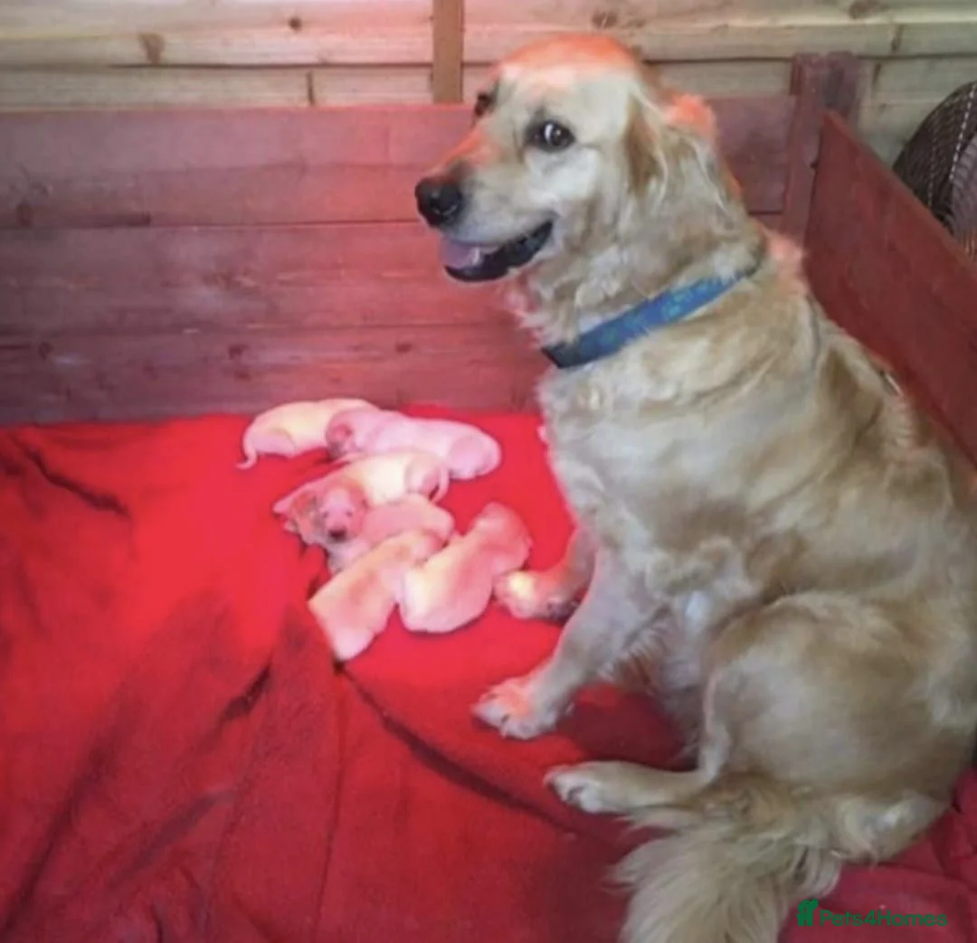 Golden Retriever dogs for sale: GOLDEN RETRIEVER PUPPIES READY in Bury - Advert 5