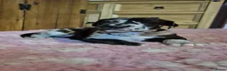 Great Dane dogs for sale: Beautiful KC Registered Great Danes Puppies - Advert 5