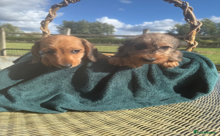 Dachshund dogs - Advert 3
