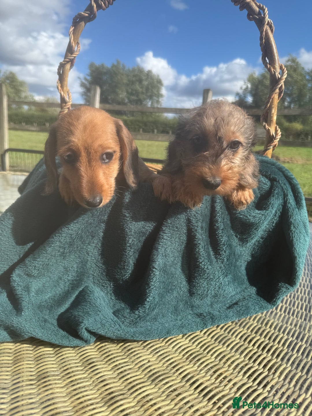 Dachshund dogs for sale: Stunning miniature wire dachshunds  - Image 1