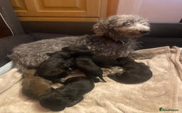 Mixed Breed dogs for sale: Bedlington Terrier X Whippet Puppies ⭐️ - Image 20