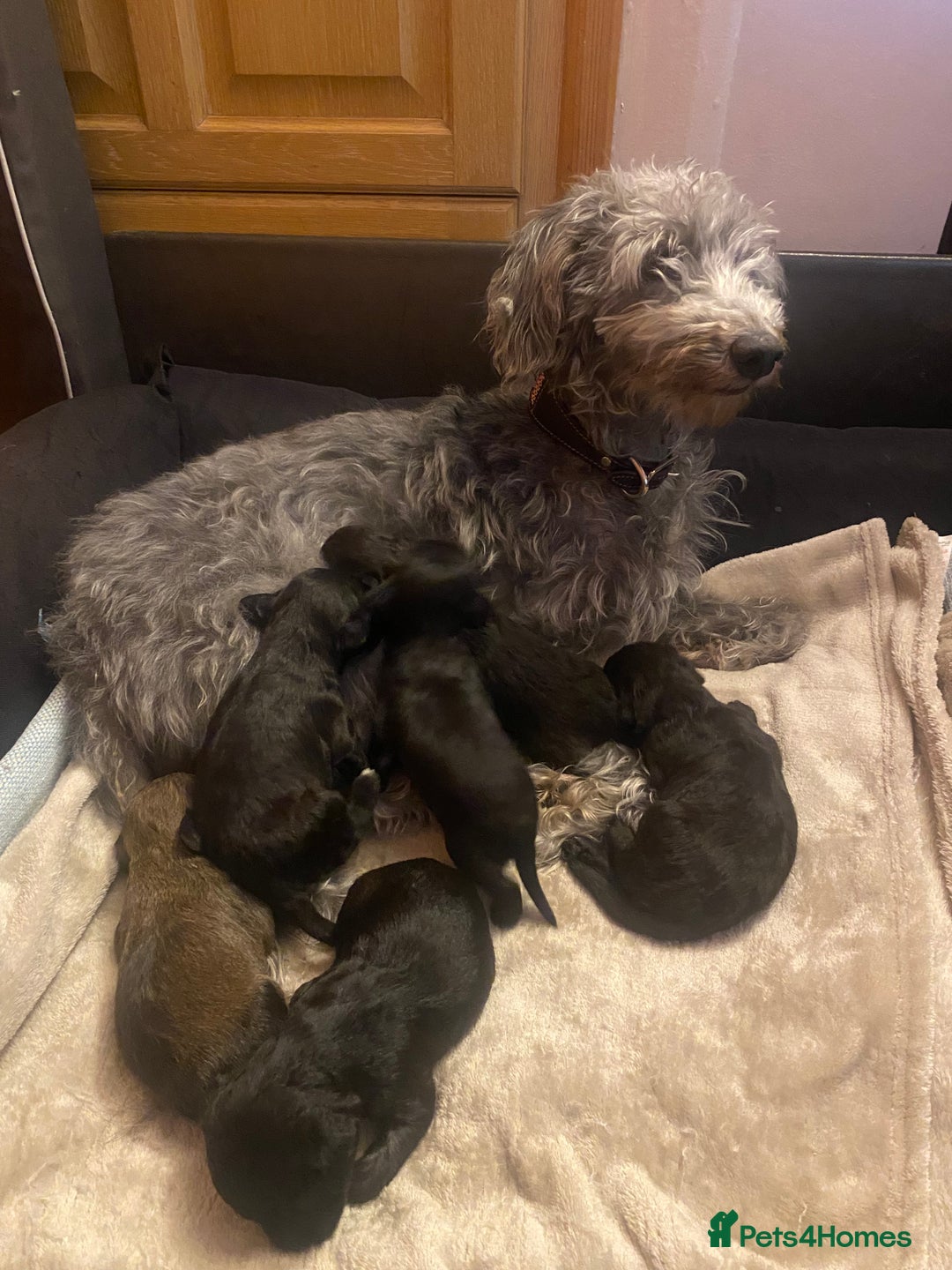 Mixed Breed dogs for sale: Bedlington Terrier X Whippet Puppies ⭐️ - Image 20