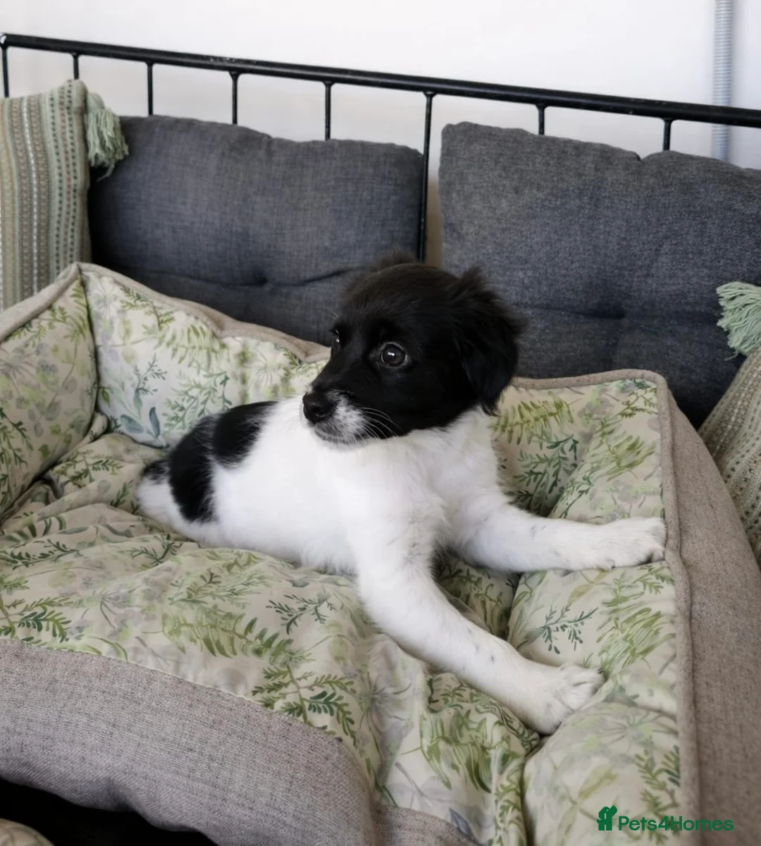 Mixed Breed dogs for adoption: 💕Wilma-Mochi: bringing joy wherever her paws go💕 in Maidstone - Advert 5