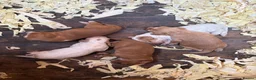 Sprocker dogs for sale: Sprockers - Advert 4