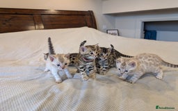 Bengal cats for sale: 🖤🤎 Gorgeous Bengal Kittens 🤎🖤 - Image 29