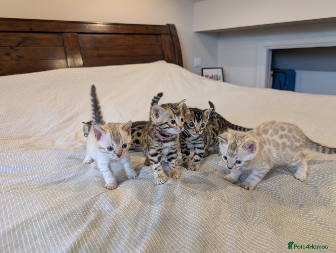 Bengal cats for sale: 🖤🤎 Gorgeous Bengal Kittens 🤎🖤 - Image 29