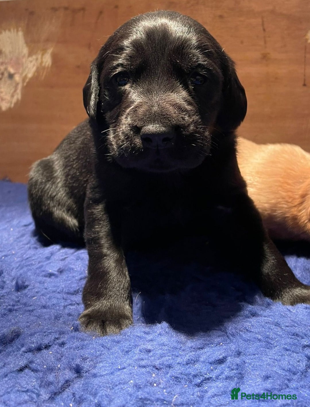 Cockerdor dogs for sale: Adorable Cockerdor pups - Advert 6