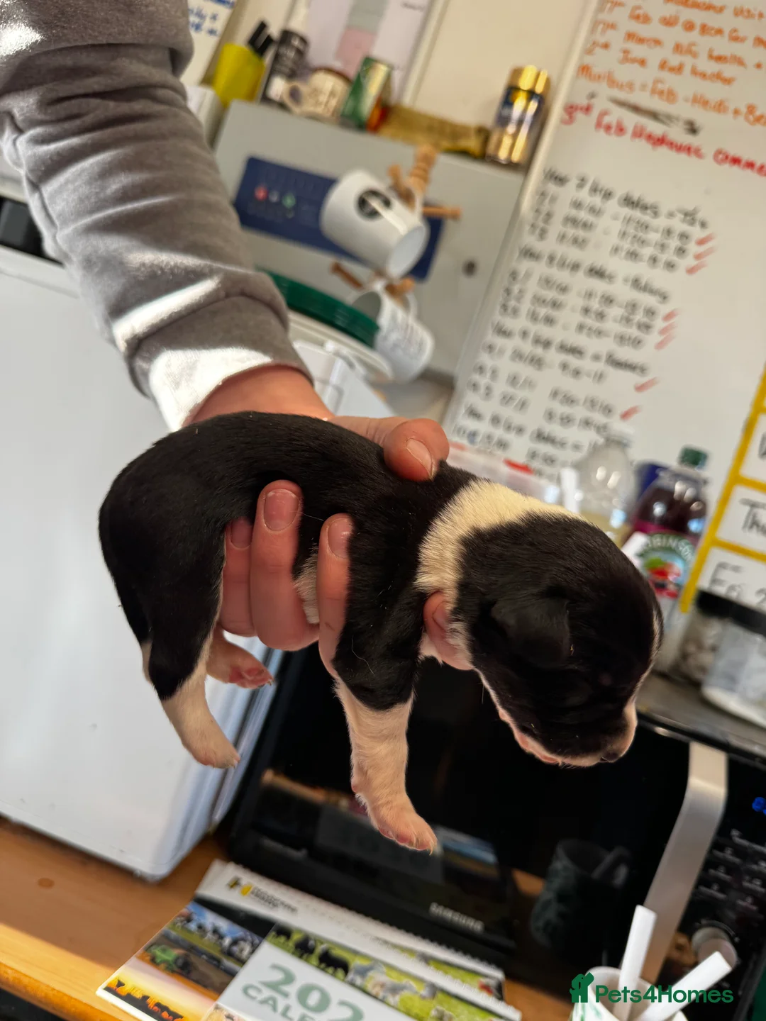 Sprollie dogs for sale: Beautiful Sprollie puppies - Advert 22