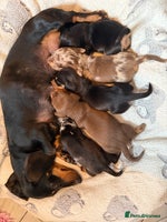 Miniature Dachshund dogs - Advert 11