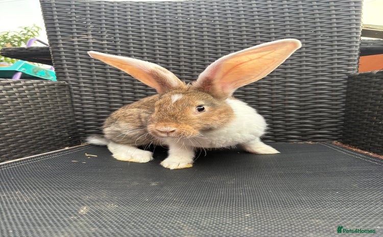Continental Giant rabbits - Advert 2