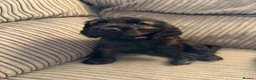 Cocker Spaniel dogs for sale: Beautiful show type cocker spaniel puppies - Advert 10