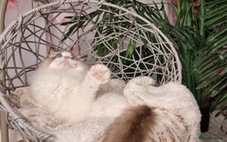 Ragdoll cats for sale: Quality Tica reg Ragdoll kittens  - Image 5
