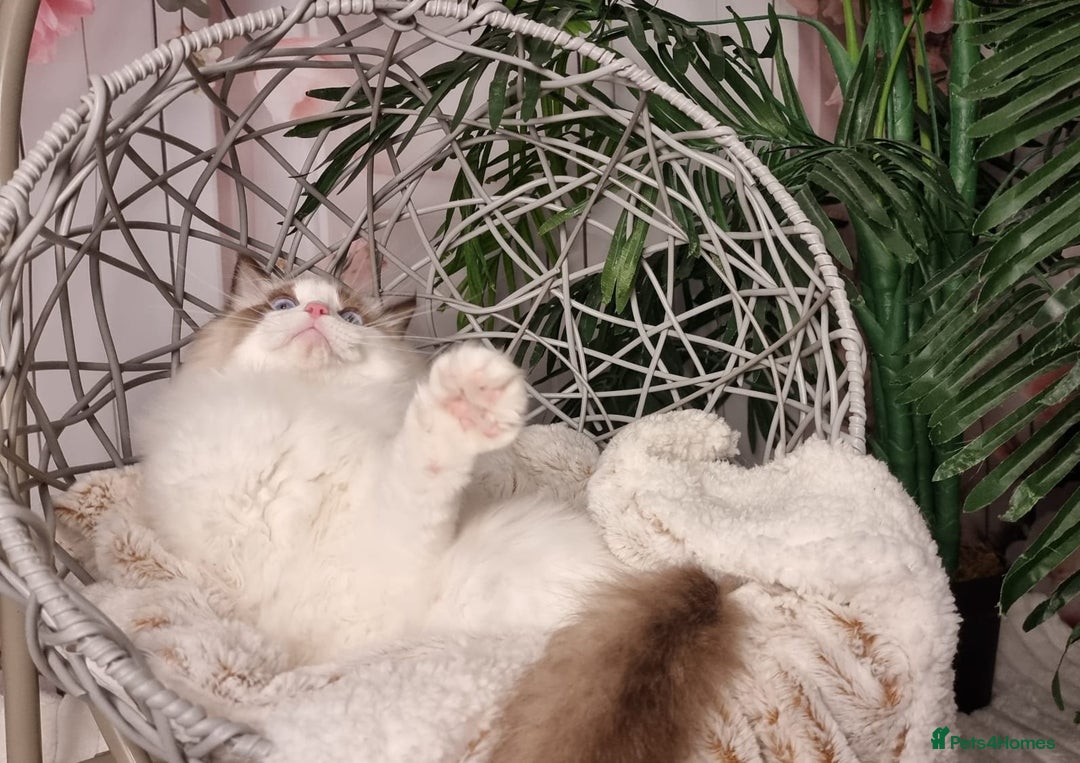 Ragdoll cats for sale: Quality Tica reg Ragdoll kittens  - Image 5