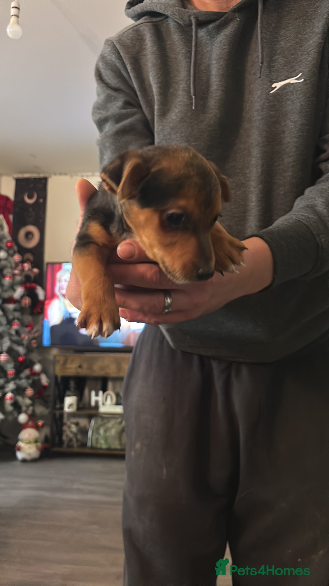 Jack Russell dogs for sale: Beautiful miniature pure Jack Russell’s  - Advert 14