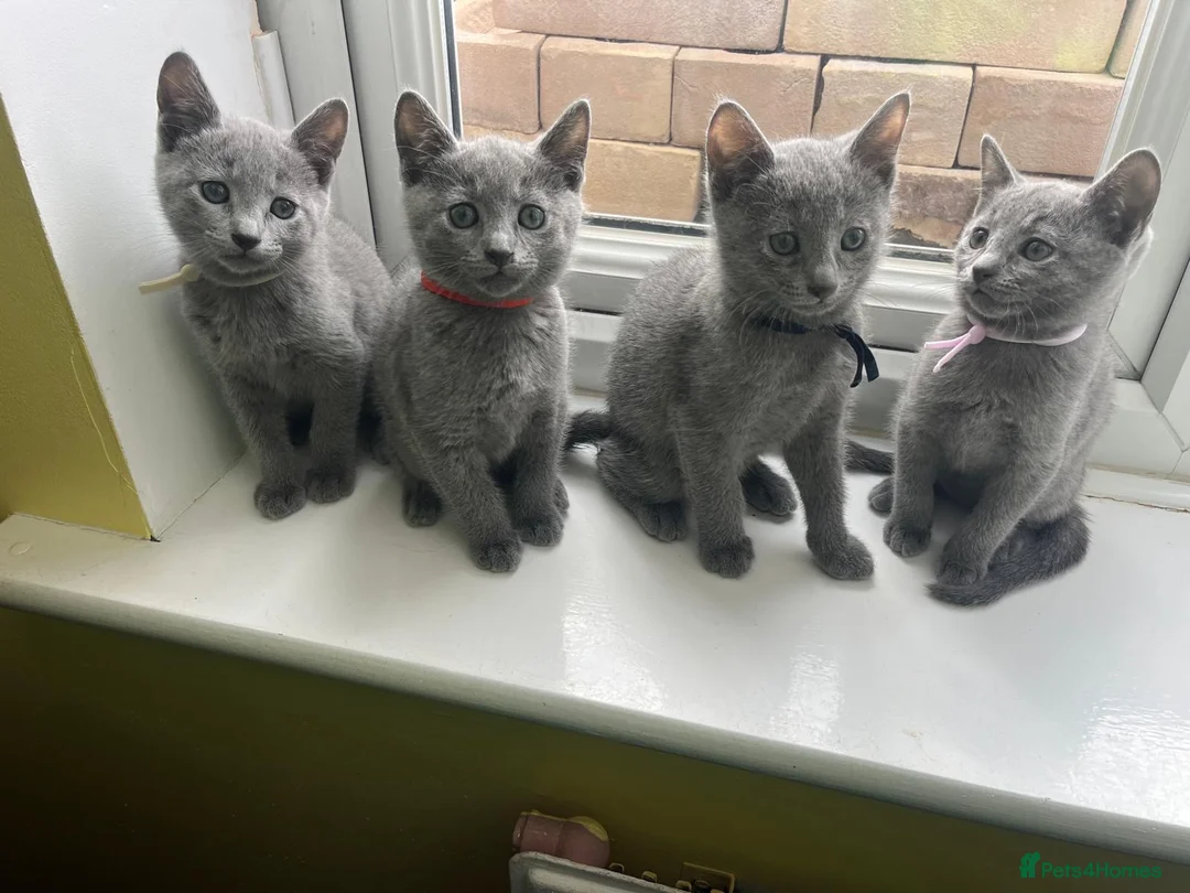 Russian Blue cats for sale: TICA REGISTERED Pure Breed Russian Blue Kittens - Advert 1