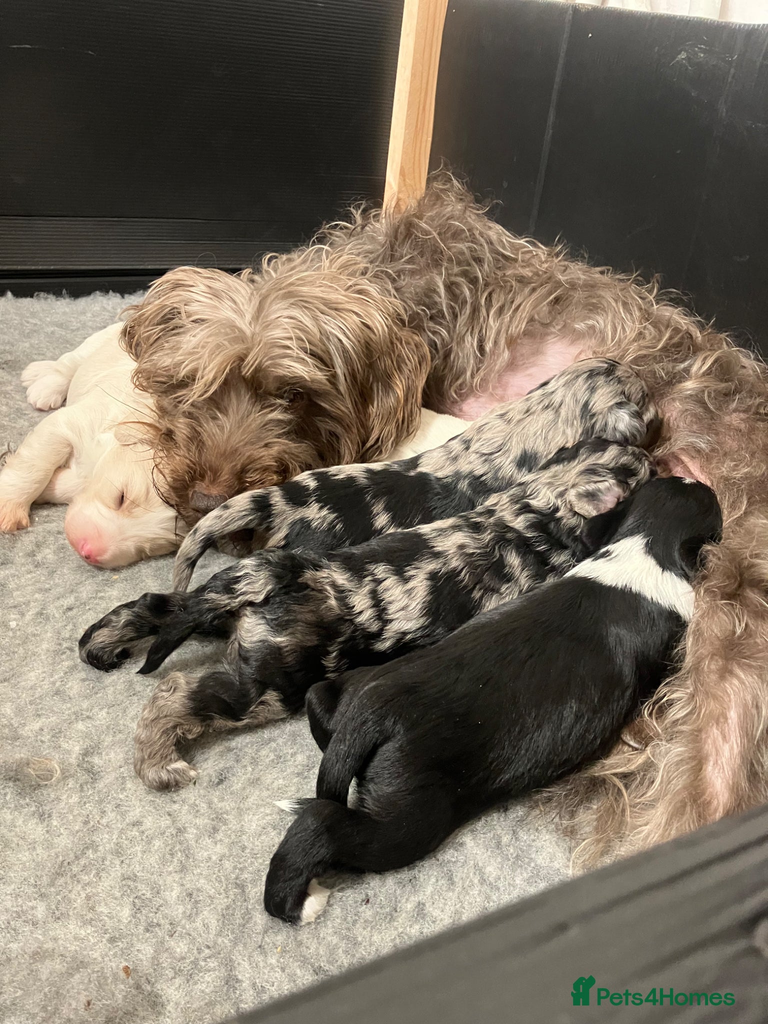 Mixed Breed dogs Cockapoo Merle f1b x Jackapoo f1b “cockajackpoo” - Advert 1