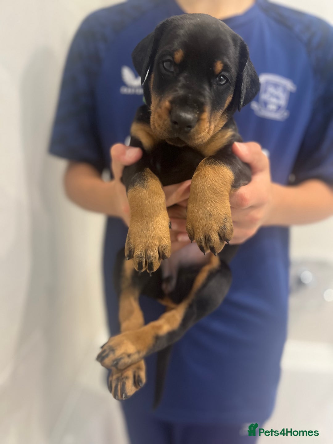 Dobermann dogs for sale: 🏆Supreme Dobermanns - Where Excellence Begins 🏆 - Advert 6