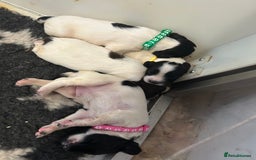 English Springer Spaniel dogs for sale: Working English springer spaniel puppies !!! - Image 2