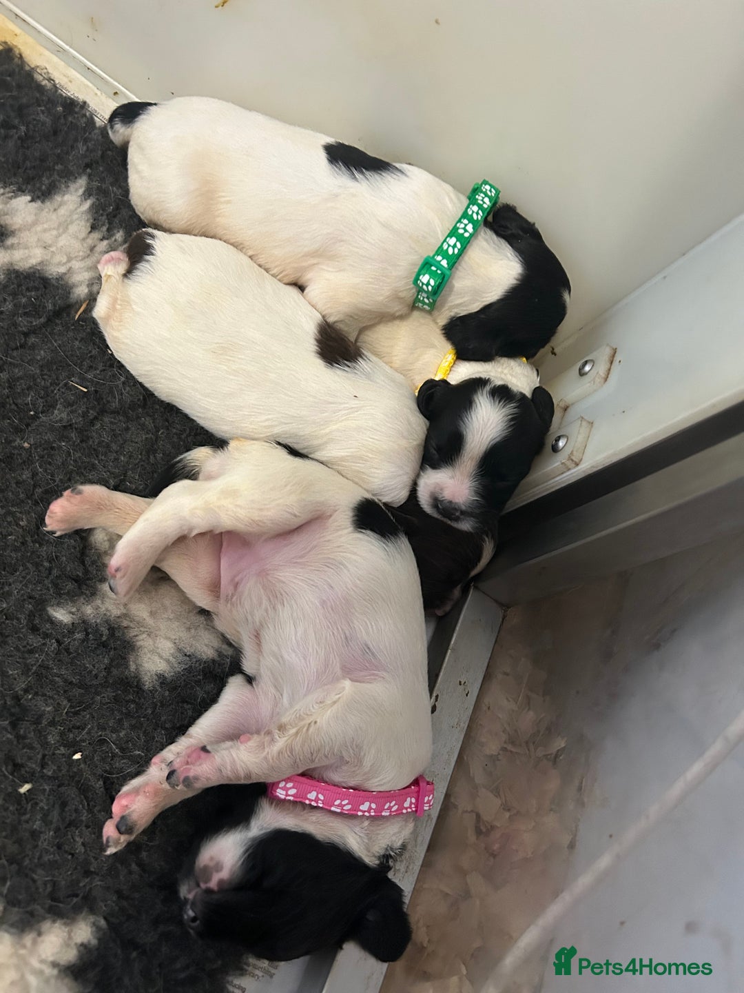 English Springer Spaniel dogs for sale: Working English springer spaniel puppies !!! - Image 2