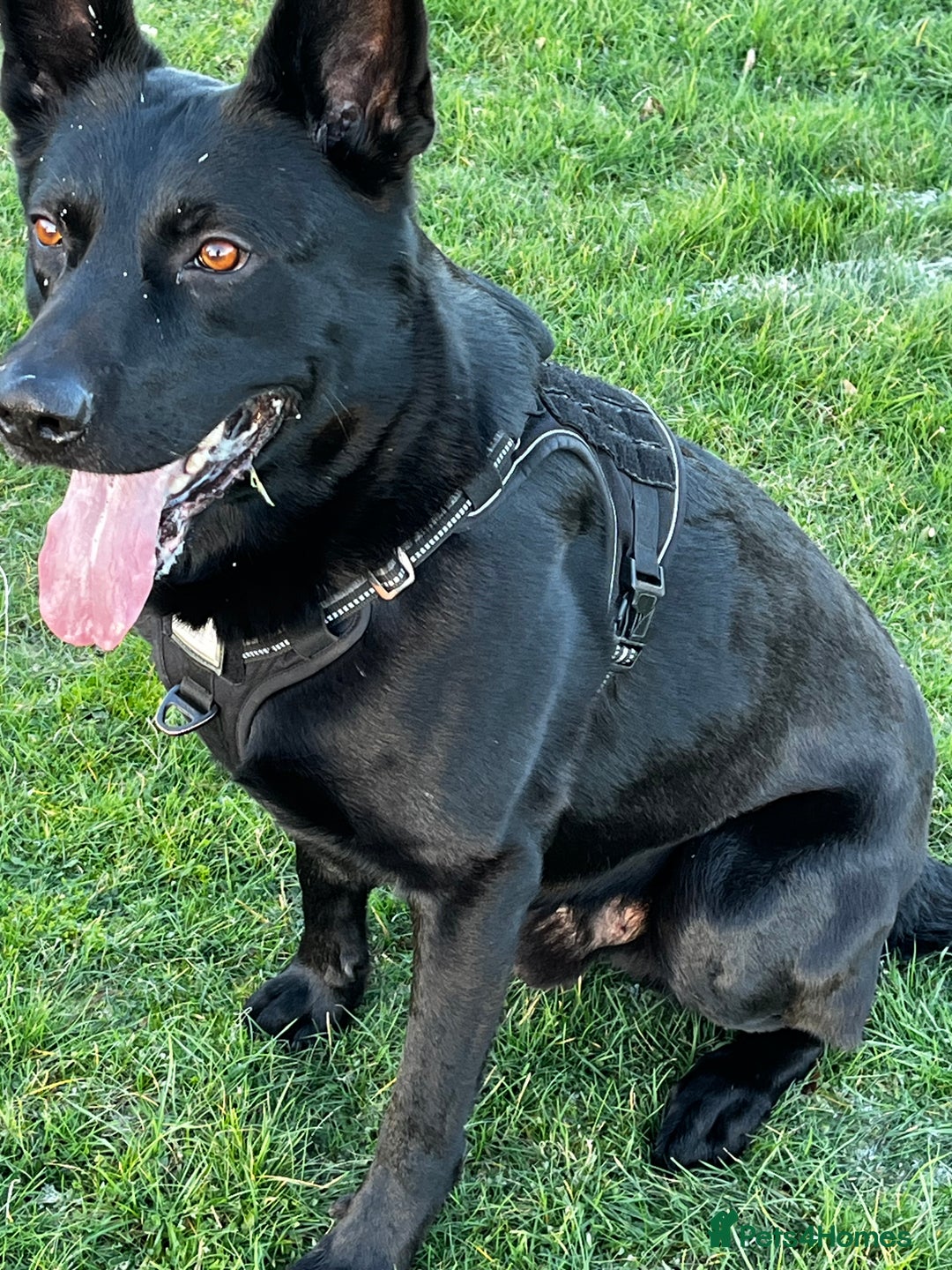 German Shepherd dogs for stud: 4-Year-Old Czech Shepherd- Proven Stud (Sheffield) - Advert 4