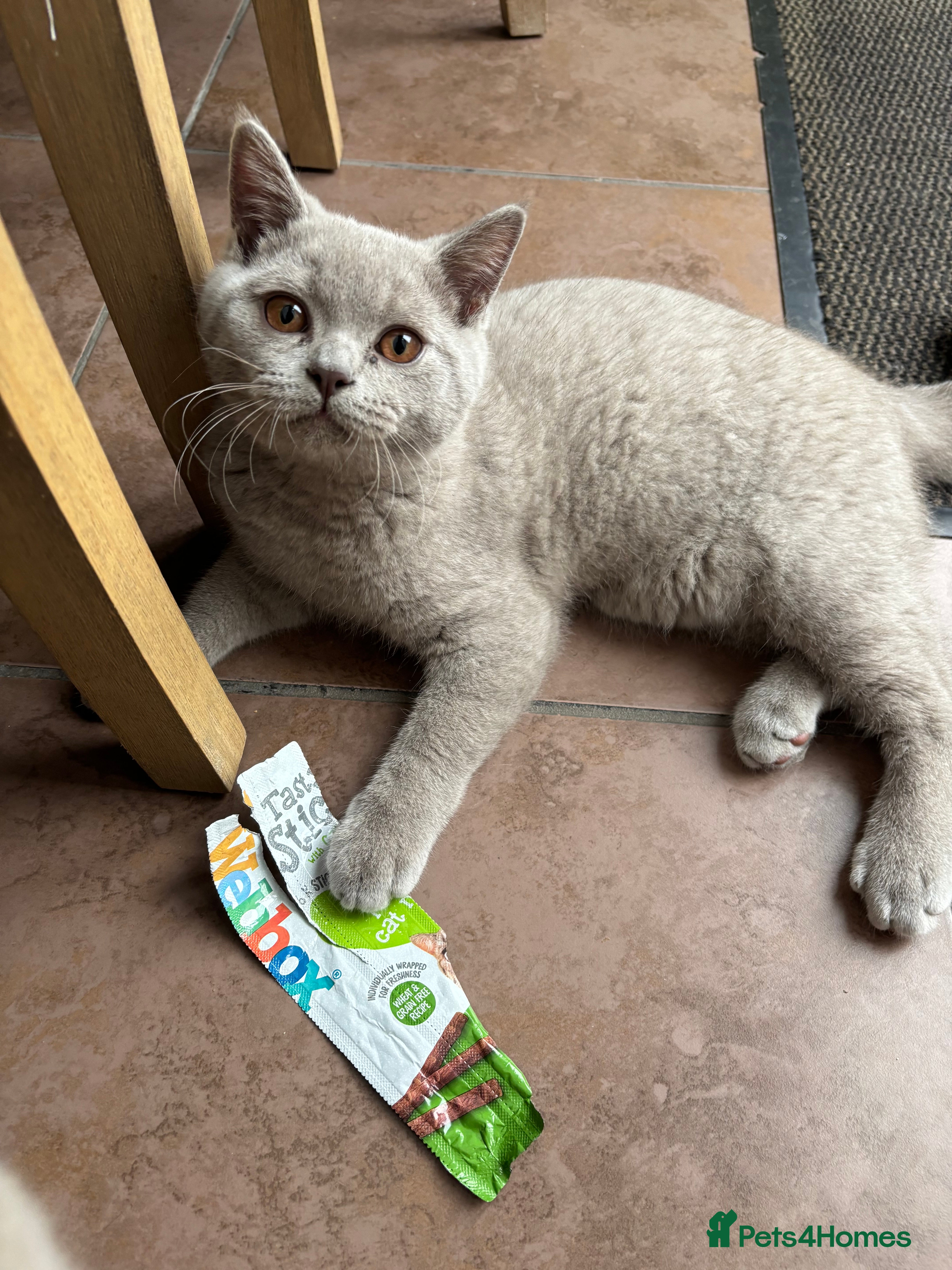 British Shorthair cats Gccf registered boy available  - Advert 16